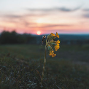 Sonnenuntergang, Echte Schlüsselblume, Primula Veris, Primelgewächs, Primulaceae, Schwäbische Alb, Baden-Württemberg, Deutschland, Europa Sonnenuntergang, Echte Schlüsselblume, Primula Veris, Primelgewächs, Primulaceae, Schwäbische Alb, Baden-Württemberg, Deutschland, Europa